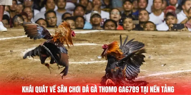 Khái quát về sân chơi đá gà thomo GA6789 tại nền tảng