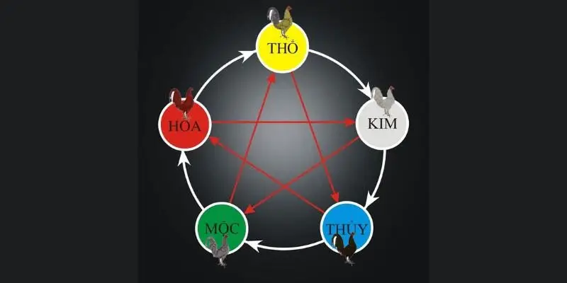 Màu Mạng Gà Đá được áp dụng nhiều khi cá cược tại Ga6789